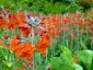 Primula cockburniana AGM - small image 2