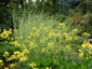Primula florindae AGM - small image 2