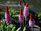 Primula vialii - small image 2