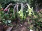Puya mirabalis - small image 2