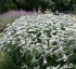 Pycnanthemum muticum - small image 2