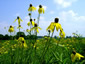 Ratibida pinnata - small image 2