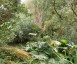 Rheum tanguticum AGM - small image 2