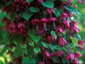 Rhodochiton atrosanguineus AGM - small image 2