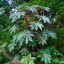 Ricinus communis - small image 2