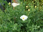 Romneya coulterii - small image 2
