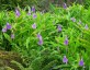Roscoea auriculata AGM - small image 2