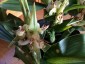 Roscoea 'Harvington Raw Silk' - small image 2