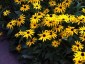 Rudbeckia fulgida 'Goldsturm' AGM - small image 2