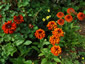 Rudbeckia hirta 'Cherokee Sunset' - small image 2