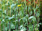 Rudbeckia maxima - small image 2