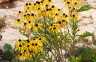 Rudbeckia missouriensis AGM - small image 2