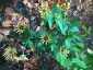 Rudbeckia subtomentosa 'Little Henry' - small image 2