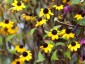 Rudbeckia triloba AGM - small image 2