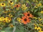 Rudbeckia triloba 'Prairie Glow' - small image 2
