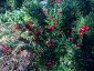 Ruscus aculeatus - small image 2