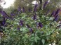Salvia 'Amistad' - small image 2
