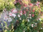Salvia 'Belle de Loire' - small image 2