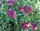 Salvia 'Bordeaux' - small image 2
