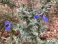 Salvia chamaedryoides silver-leaved - small image 2