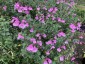 Salvia 'Flower Child' - small image 2