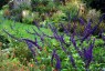 Salvia 'Indigo Spires' - small image 2