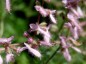 Salvia jurisicii - small image 2