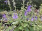 Salvia patens 'Chilcombe' - small image 2