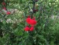 Salvia 'Royal Bumble' - small image 2