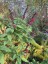 Salvia 'Sebastian' - small image 2
