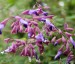 Salvia semiatrata - small image 2