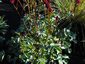 Sanguisorba menziesii - small image 2