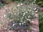 Scabiosa argentea - small image 2