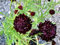 Scabiosa 'Black Knight' - small image 2