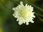Scabiosa columbaria ssp. ochroleuca - small image 2