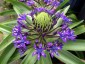 Scilla peruviana - small image 2