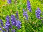 Scutellaria baicalensis - small image 2