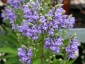 Scutellaria incana - small image 2