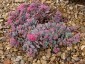 Sedum cauticola 'Lidakense' - small image 2