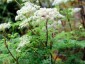 Selinum wallichianum - small image 2