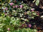 Semiaquilegia ecalcarata - small image 2