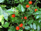Senecio confusus - small image 2