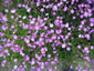 Senecio polyodon - small image 2