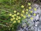 Seseli gracile - small image 2