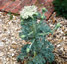 Seseli gummiferum - small image 2