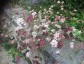Seseli hippomarathrum - small image 2
