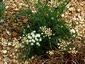 Seseli montanum - small image 2