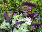 Setaria italica 'Red Jewel' - small image 2