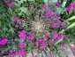 Silene armeria 'Electra' - small image 2