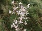 Silene 'Confetti' - small image 2